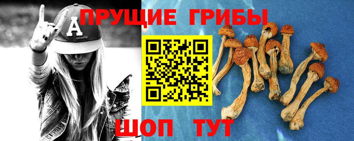 Минеральные Воды  Галлюциногенные грибы Psilocybine cubensis  Вход с VPN 